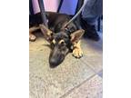 Adopt Sam a German Shepherd Dog, Mixed Breed