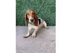 Adopt Herbert a Basset Hound, Mixed Breed