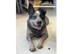 Adopt **Billy the Outlaw** (tripawd) a Australian Cattle Dog / Blue Heeler
