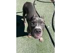 Adopt Rey a Pit Bull Terrier, Mixed Breed