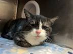 Adopt Snaggletooth a Domestic Short Hair