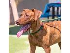 Adopt Ace a Vizsla, Mixed Breed