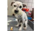 Adopt 56557138 a Schnauzer, Mixed Breed