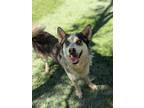 Adopt Gilbert* a Siberian Husky, Mixed Breed