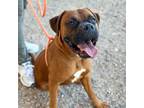 Adopt Moose* a Boxer, Mixed Breed