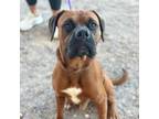 Adopt Dante* a Boxer, Mixed Breed