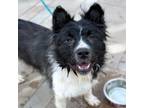 Adopt *Valhalla a Collie, Mixed Breed