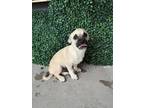 Adopt 56560321 a Pug, Mixed Breed