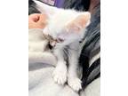 Adopt 56367332 a Turkish Angora