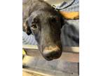 Adopt Teddy* a German Shepherd Dog, Mixed Breed