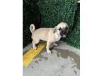 Adopt 56560320 a Pug, Mixed Breed