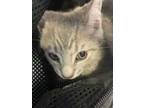 Adopt Peanut a Domestic Medium Hair