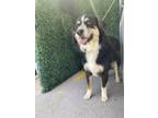 Adopt *Lasso* a Australian Shepherd, Mixed Breed