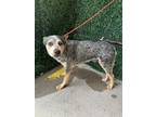 Adopt RC Cola a Australian Cattle Dog / Blue Heeler, Mixed Breed