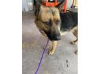 Adopt Sanson a German Shepherd Dog, Mixed Breed