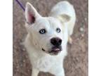 Adopt 56555636 a Siberian Husky, Mixed Breed