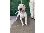 Adopt Rocco a Bull Terrier, Mixed Breed
