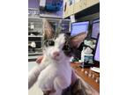 Adopt 56544813 a Domestic Short Hair