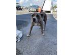 Adopt 56544801 a Pit Bull Terrier, Mixed Breed