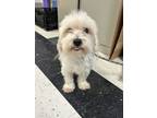 Adopt 56567350 a Shih Tzu, Mixed Breed