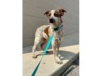 Adopt Cowboy* a Retriever, Mixed Breed