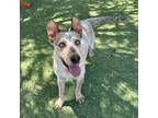 Adopt Elias* a Australian Cattle Dog / Blue Heeler, Retriever