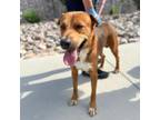 Adopt Cane* a Labrador Retriever, Mixed Breed