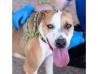Adopt Expresso a Pit Bull Terrier, Mixed Breed