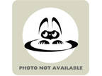 Adopt Chillon a Domestic Short Hair