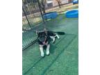 Adopt 56496017 a German Shepherd Dog, Mixed Breed