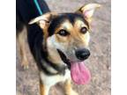 Adopt Bear* a German Shepherd Dog, Mixed Breed