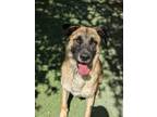 Adopt Big Papa a Anatolian Shepherd, Mixed Breed