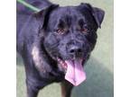 Adopt OSO a Rottweiler, Shepherd