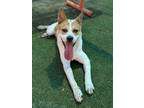 Adopt Ian a Labrador Retriever, Mixed Breed
