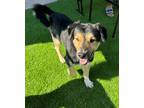 Adopt Morgan* a Australian Shepherd, Shepherd
