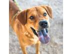 Adopt Brownee a Labrador Retriever, Mixed Breed
