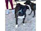 Adopt Bart* a Boxer, Mixed Breed