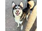 Adopt Cheez-IT* a Siberian Husky, Mixed Breed