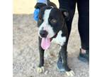 Adopt Brutus The Unbothered King* a Pit Bull Terrier, Mixed Breed