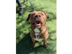 Adopt 56523432 a Labrador Retriever, American Staffordshire Terrier