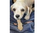 Adopt 56353681 a Shih Tzu, Mixed Breed