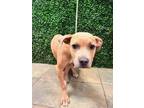 Adopt Clay* a Pit Bull Terrier, Mixed Breed