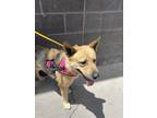 Adopt 56490764 a German Shepherd Dog, Mixed Breed