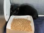 Adopt NOIR a Domestic Short Hair