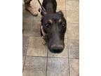 Adopt 55120964 a German Shepherd Dog, Mixed Breed