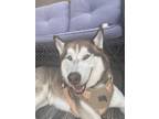 Adopt Azlan Canelo a Siberian Husky, Mixed Breed
