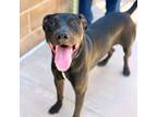 Adopt Dorito* a Doberman Pinscher, Mixed Breed