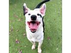 Adopt Poe* a Pit Bull Terrier, Mixed Breed
