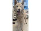 Adopt Apollo* a Husky, Mixed Breed