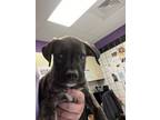 Adopt Bongo* a Pit Bull Terrier, Mixed Breed